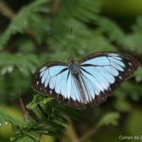 Pareronia ceylanica Felder, 1865